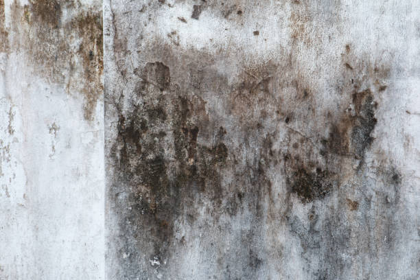 Best Mold Odor Removal Services  in Waxhaw, NC