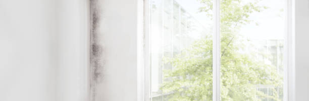 Best Basement Mold Removal  in Waxhaw, NC