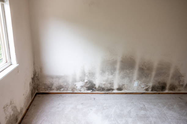 Best Mold Prevention Services  in Waxhaw, NC